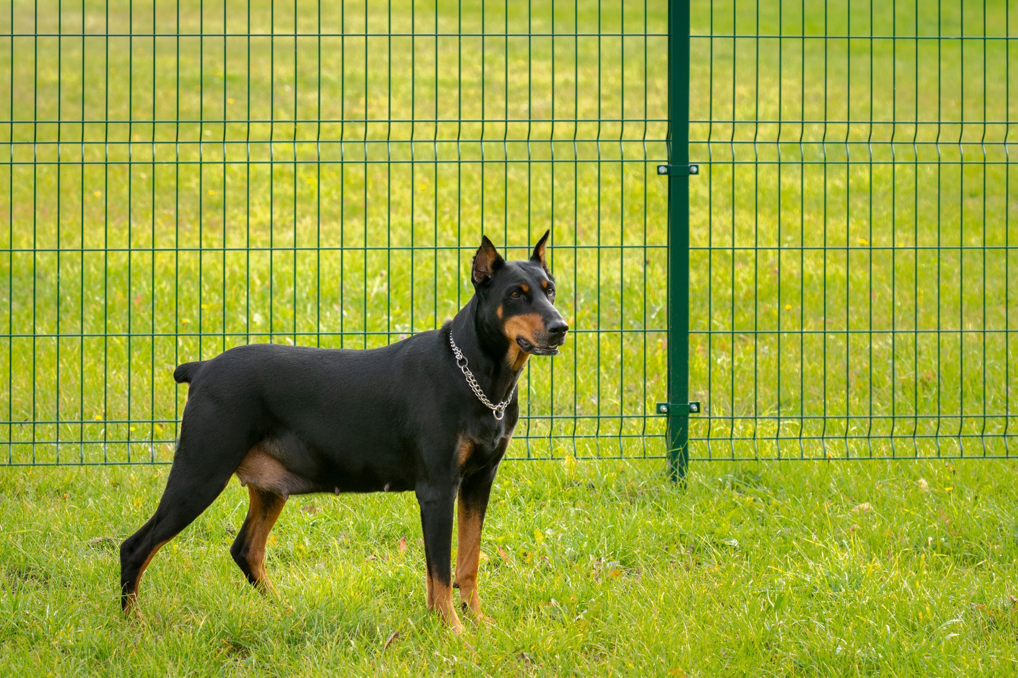 Cloture pour animaux