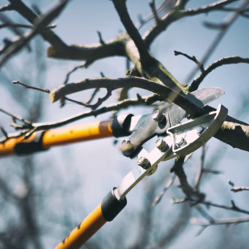 Taille-arbres-fruitiers
